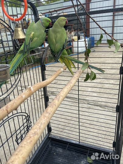 Ожереловые попугаи пара