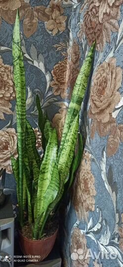 Сансевиерия