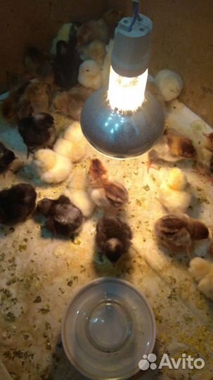 Инкубационное яйцо, цыплята кучинские