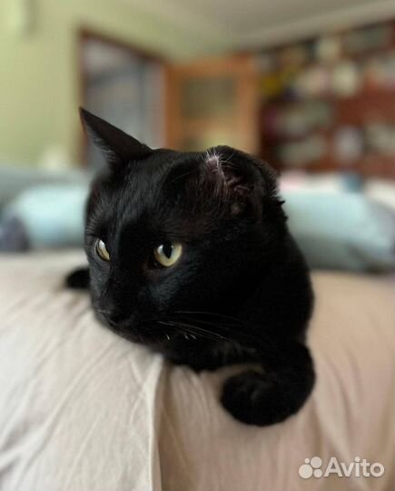 Кот в добрые руки