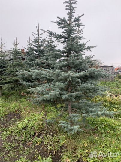 Продаются голубые ели