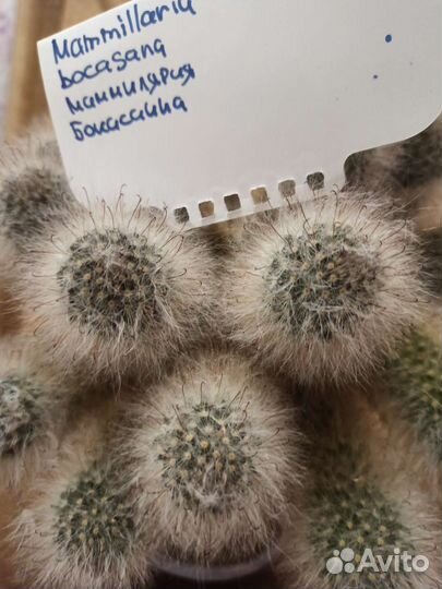 Кактусы и суккуленты