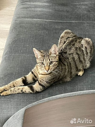 Юная кошка ищет дом и добрые руки