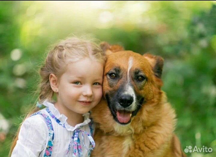 Идеальная собака Герда ищет дом