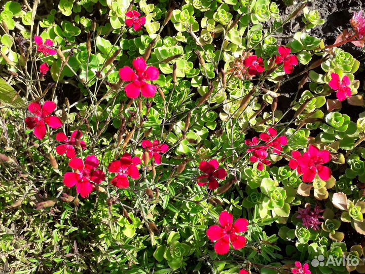 Гвоздика,Дельфиниум