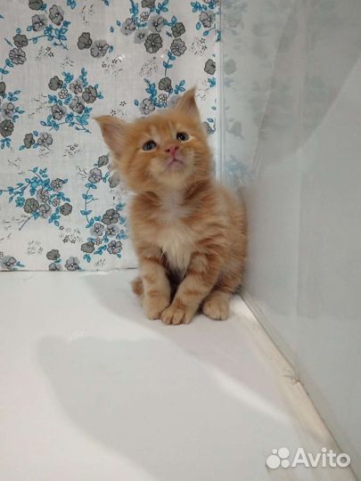 Котята мейн-кун