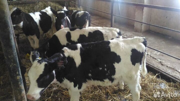 Бычки Телята