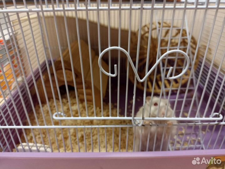 Хомяки вместе с клеткой