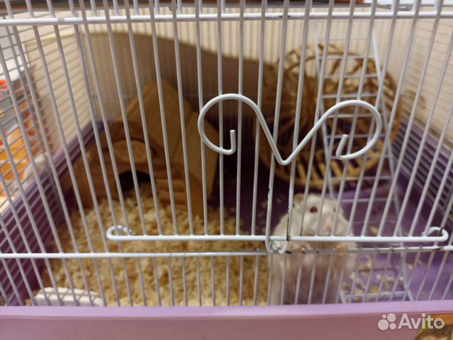 Хомяки вместе с клеткой