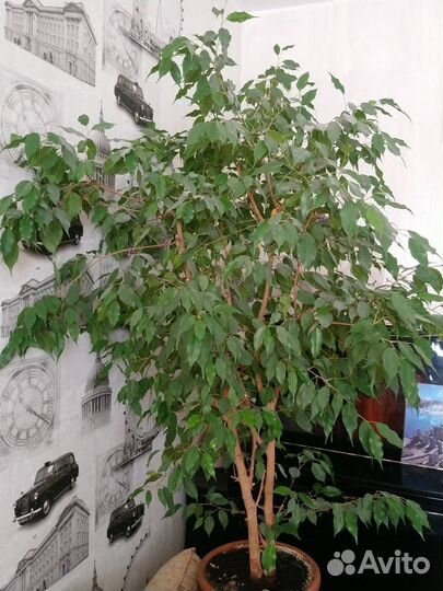 Фикус бенджамина