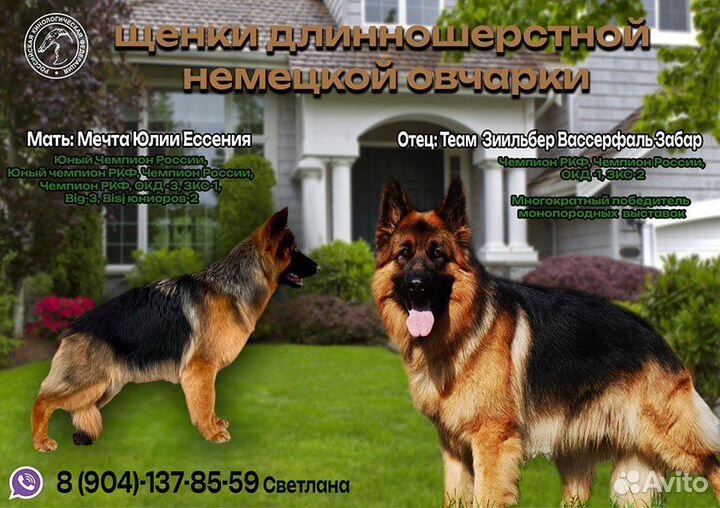 Щенки немецкой овчарки (длиннош) документы РКФ