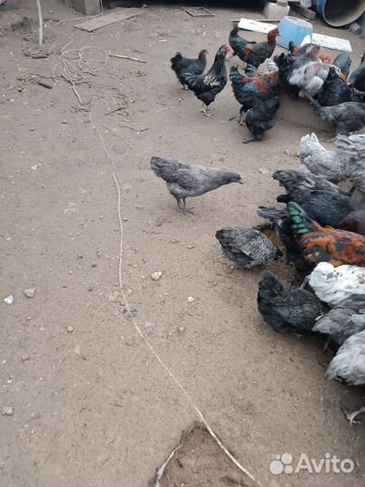 Продаю домашних кур