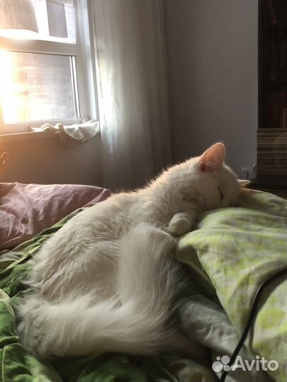 Котенок девочка