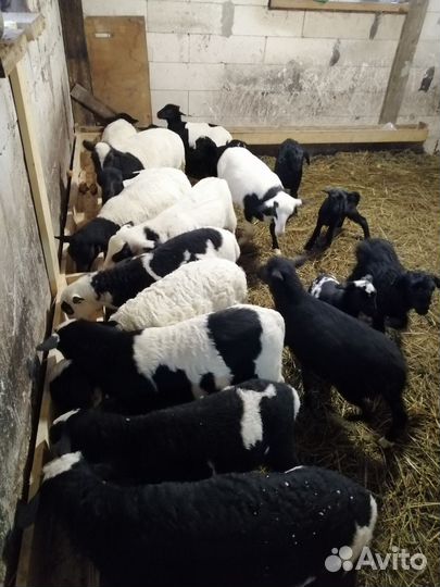 Овцы бараны ягнята