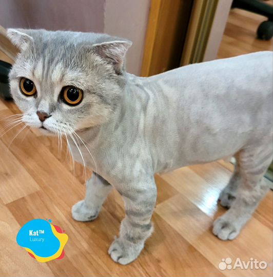 Стрижка кошек с выездом на дом. Груминг