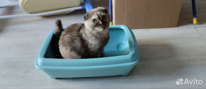 Лоток для кошек