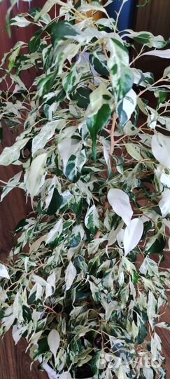 Фикус керли