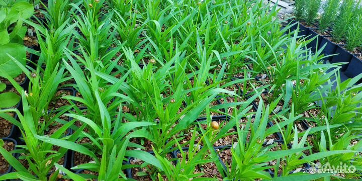 Кореопсис санфаер, цветы