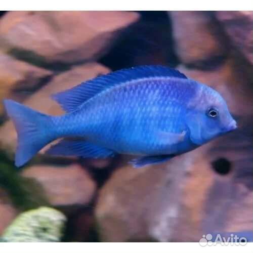 Аквариумные рыбки