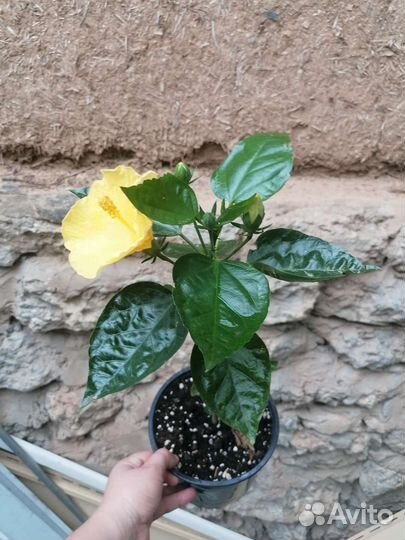 Пеларгония, гибискус желтый, фикус, оттона