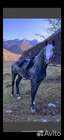 Продаю лошадей