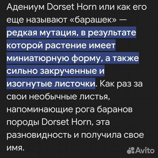 Адениум барашек