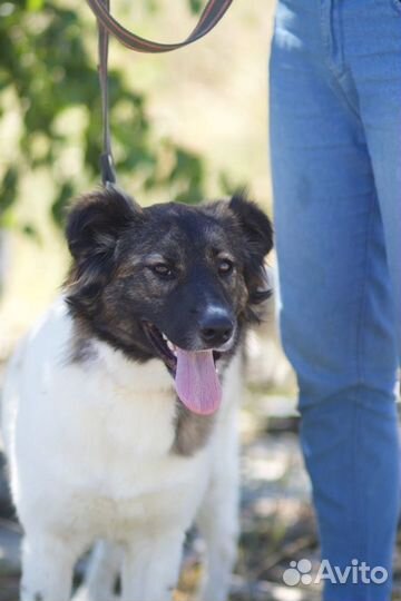 В добрые руки