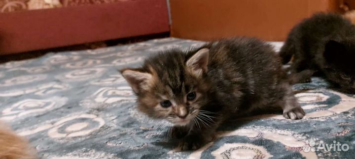 Котята мейн-кун