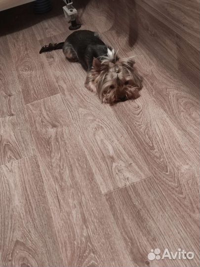 Йоркширский терьер