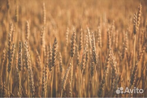 Семена озимой пшеницы и тритикале эс