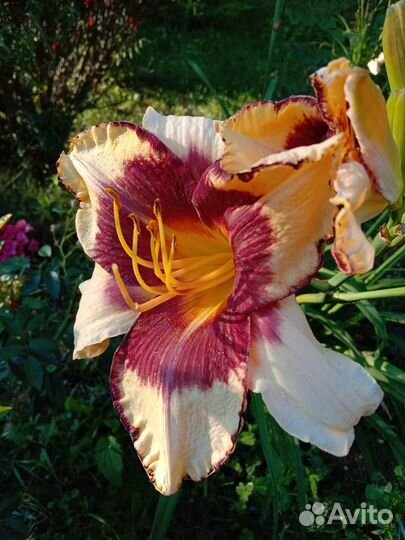 Продам набор лилейников