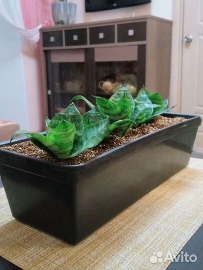 Композиция из комнатных растений