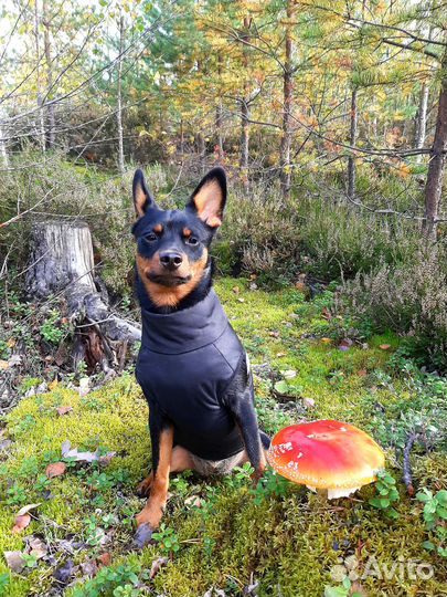 Русский той-терьер