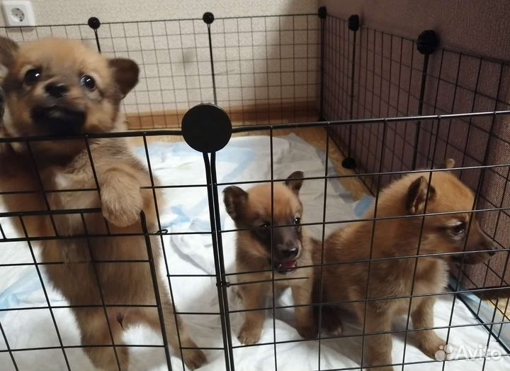 Щенки карело финской лайки