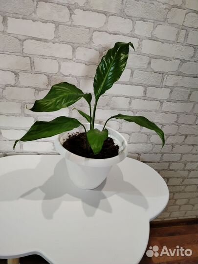 Спатифиллум