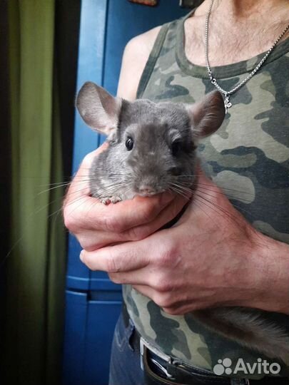 Фиолетовая шиншилла