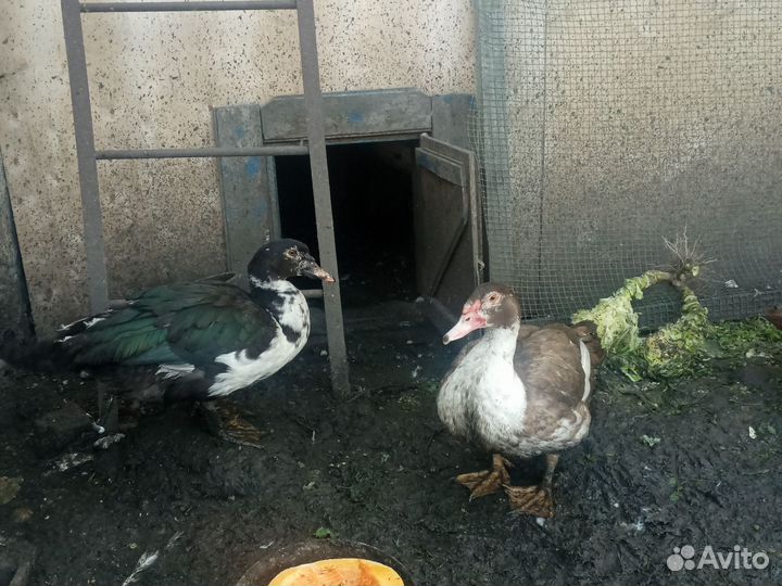 Мускусные утки