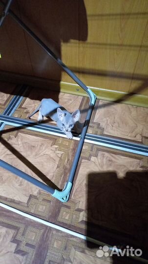 Котята сфинкс