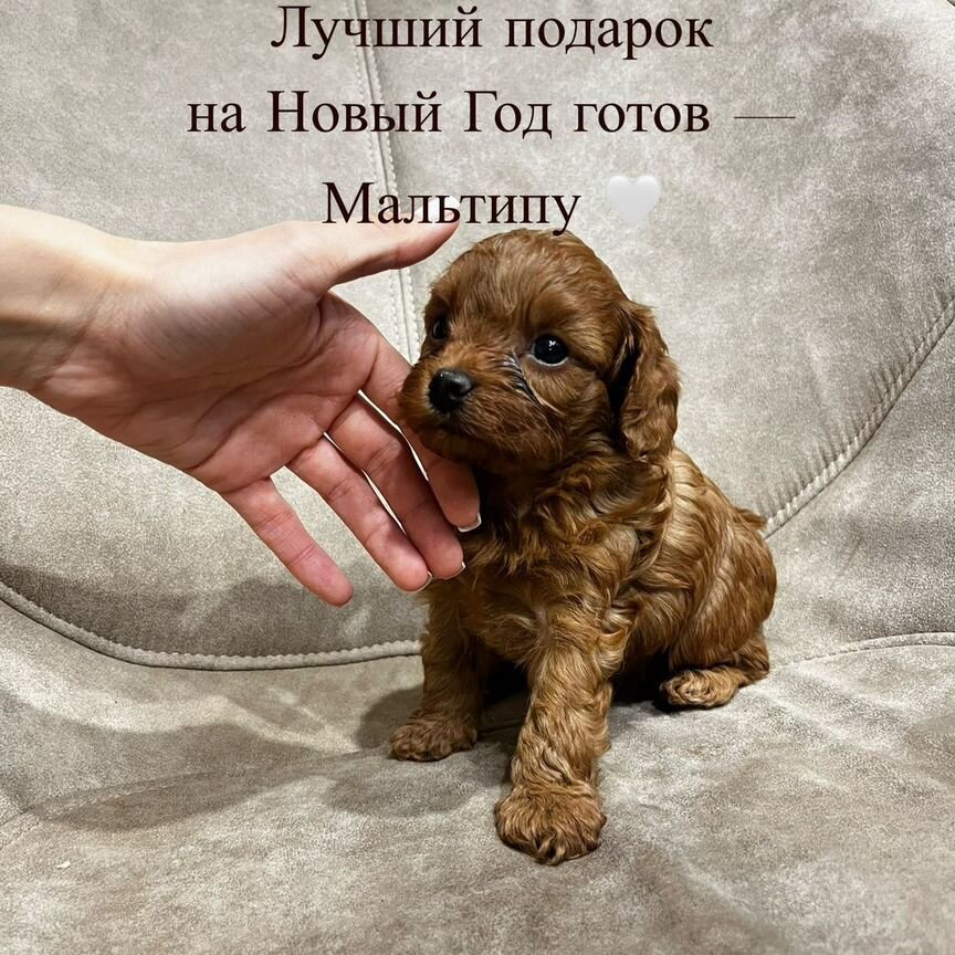 Щенки Мальтипу