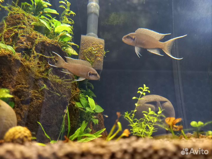 Принцесса бурунди малёк