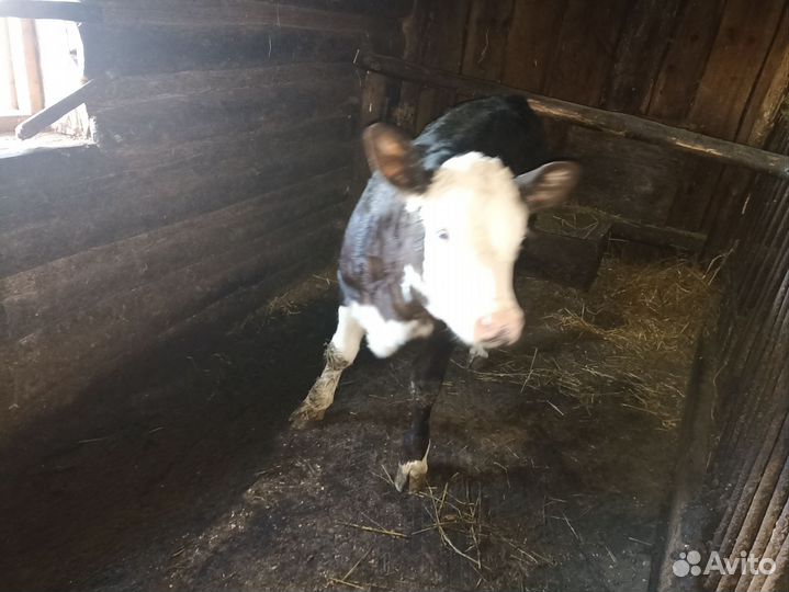 Телёнок телка