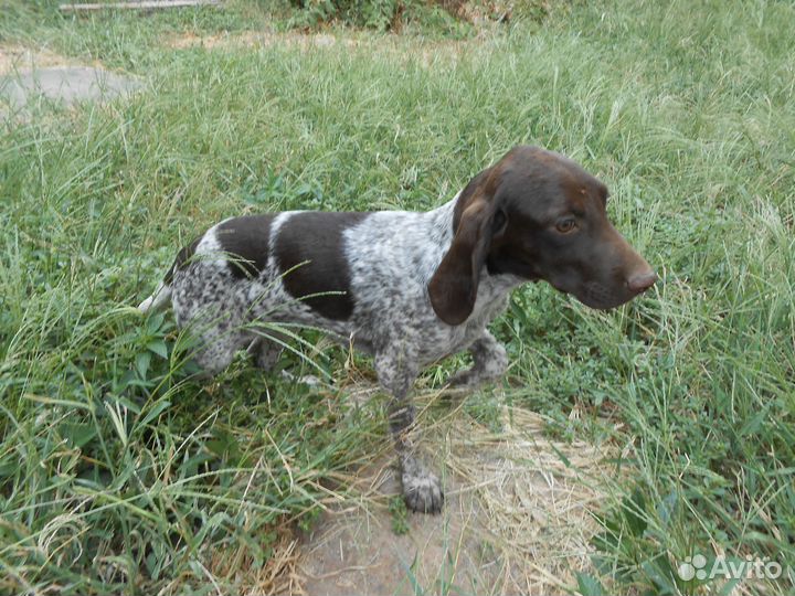 Продажа щенков курцхаара