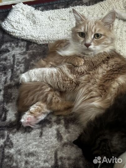 Курильский бобтейл