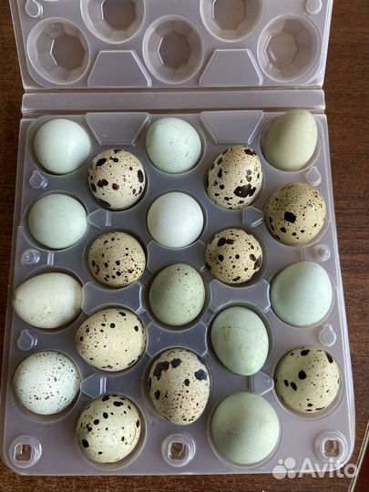 Яйца перепелиные домашние