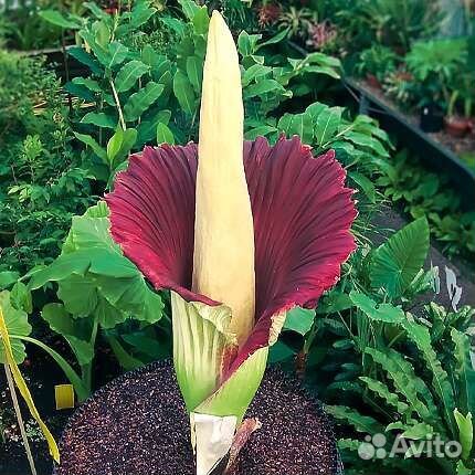 Тропические и экзотические растения для дома