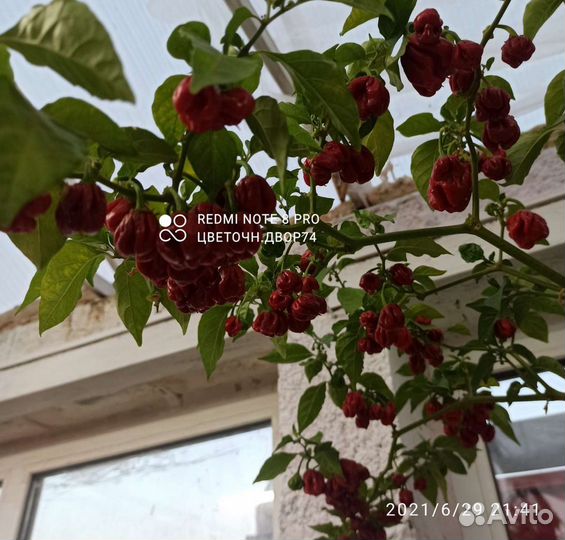 Перец острый сверхострый