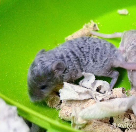 Кудрявые мышки тексель