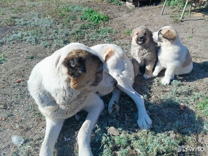 Отдам в добрые руки