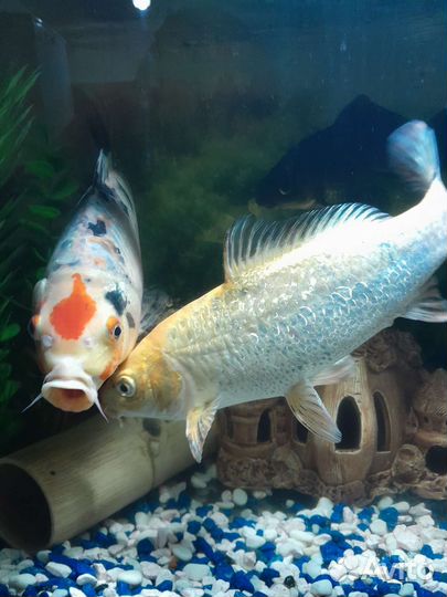 Рыба Кои