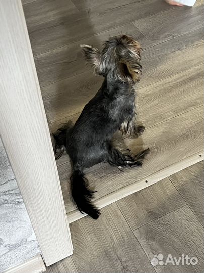 Йоркширский терьер